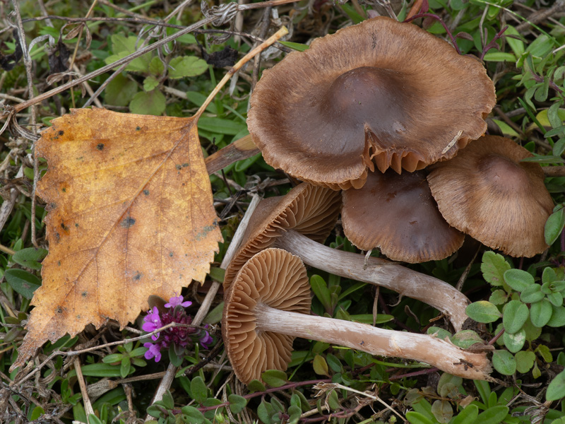 Cortinarius subobtusobrunneus